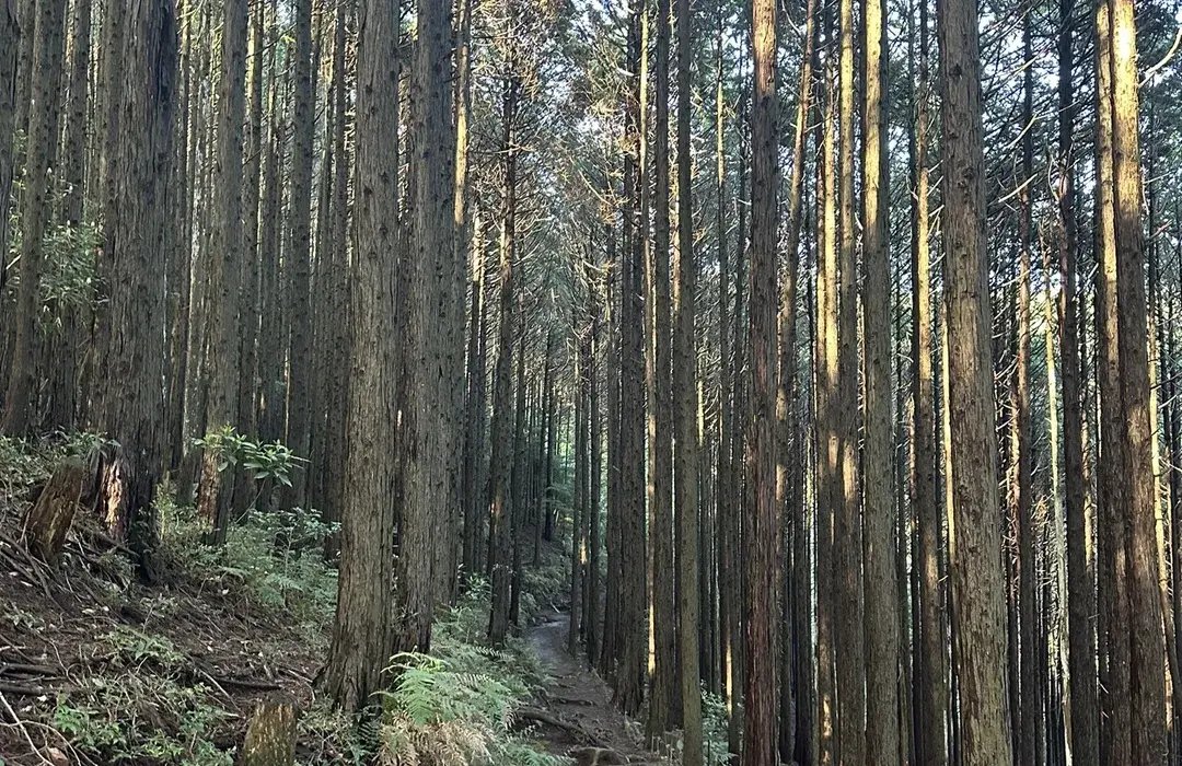 🏞️ 공주 계곡 공원 (히메노사와 공원) 이미지 9